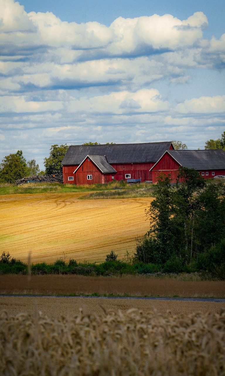 Charming view of a red barn amidst golden fields in Jönköpings län, Sweden.